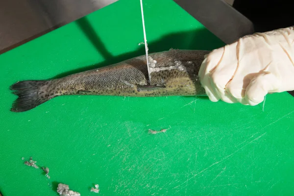 Kochhände Handschuhen Säubern Ganze Rohe Forellenfische Mit Dem Messer Auf — Stockfoto