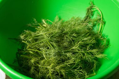 taze kokulu dereotu yeşil kapta yığılmış demet