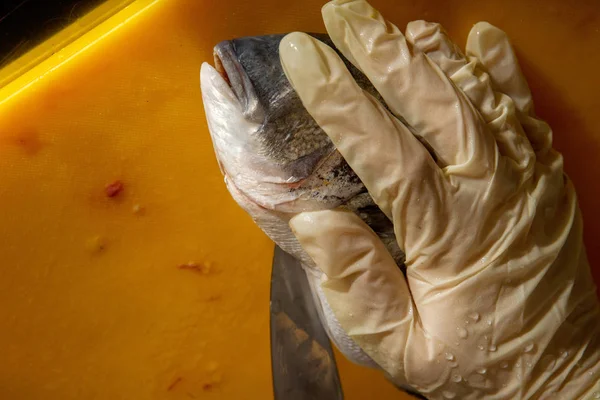 Процес Очищення Свіжої Риби Дорадо Жовтому Кухонному Планшеті Вручну Рукавичках — стокове фото