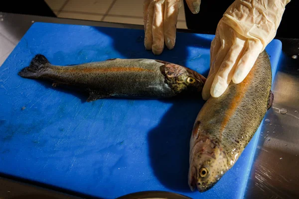 Руки Шеф Повара Перчатках Чистые Две Свежие Рыбки Форели Ножом — стоковое фото