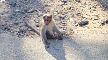 Yakın plan maymunu asfalt kaldırımda oturur başını kaşıyarak yürür ve Hint tropikal parkındaki ağaç gölgesinde yürür.