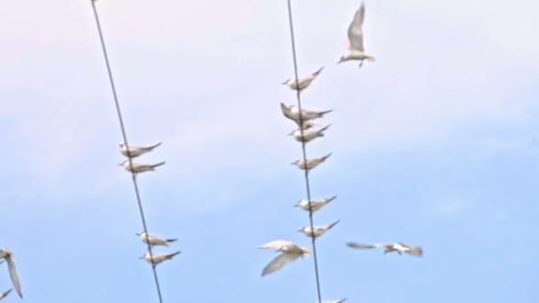 白いカモメの群れが青い空に対して高電圧線に座って飛ぶ — ストック動画
