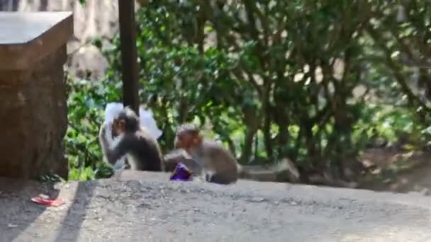 Pequeño Mono Salta Desde Las Escaleras Rocosas Hacia Poste Piedra — Vídeo de stock