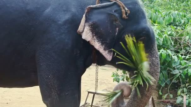 Close Grote Indiase Olifant Eet Palmtakken Met Stam Tuin Tegen — Stockvideo