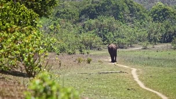 Closeup Grandes Passeios Elefante Pastagens Livremente Prado Grama Por Floresta — Vídeo de Stock