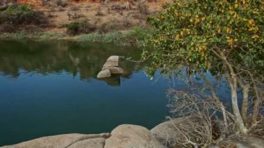 Kayalık göl suyundan ön plandaki yeşil bitkiler ile mavi gökyüzüne karşı uzak orman kıyılarına uzanan panorama.