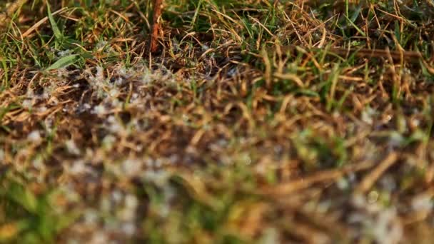 ハンピの早春の朝高い山の石の間の新鮮な小さな緑の草の上のマクロ雪 — ストック動画
