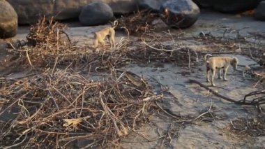 Dost canlısı sokak köpekleri dal yığınlarının arasında yürür ve bahar sabahının erken saatlerinde Hampi 'de yiyecek arar.