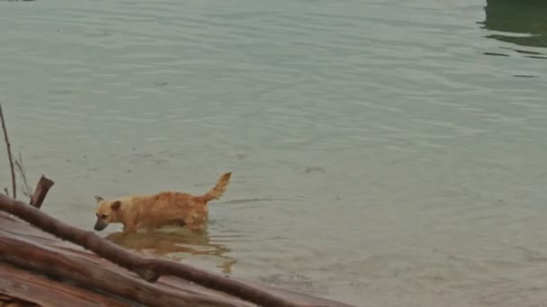 Hund Simmar Till Vietnamesiska Fiskebåt Havsvik Mot Båtar Bar Trädgren — Stockvideo