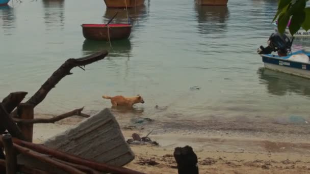 Pes Plave Vietnamské Rybářské Lodi Mořském Zálivu Proti Člunům Holý — Stock video