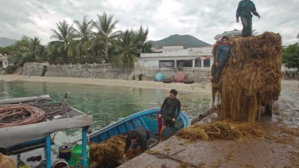 Мужчины выгружают лодку из бурых водорослей в трактор на морском пирсе — стоковое видео