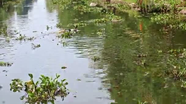 特写鸭子在河里游泳，水植物到热带河岸 — 图库视频影像