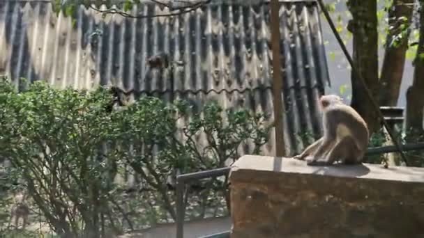 Обезьяна сидит на камне против обезьян, бегающих по крыше в парке — стоковое видео