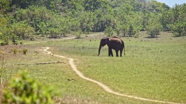 Primo piano Elephant Grazes on Grass by Forest in Indian Park — Video Stock