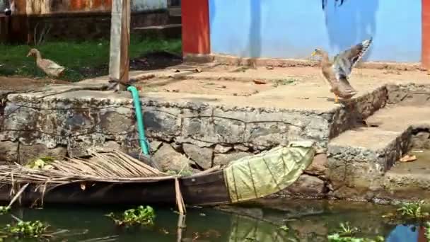 Beweging langs rivieroever eenden lopen op de dijk in de tropen — Stockvideo