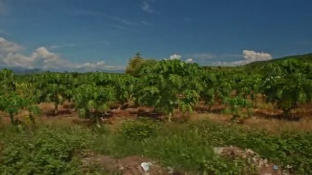 Kamera Pohybuje Podél Nekonečné Farmy Pole Tropických Rostlin Proti Kopce — Stock video