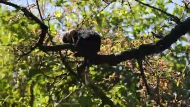 Hindistan Ulusal Tropikal Parkı 'ndaki şeffaf yapraklar ve mavi gökyüzüne karşı uzun ağaç dallarında koşan bir maymun. 