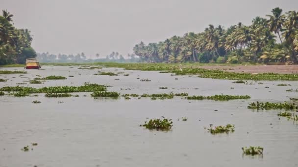 インドの大きなヤシや熱帯植物を持つ銀行との間の水生植物と広い川に沿って大きなボート帆 — ストック動画