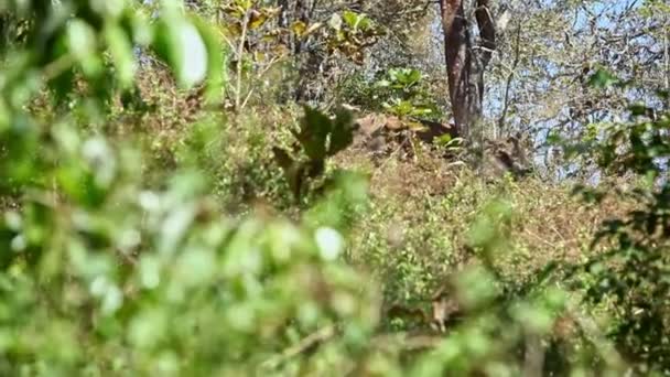 Primer Plano Elefante Grande Escondido Detrás Los Árboles Sacude Ramas — Vídeos de Stock