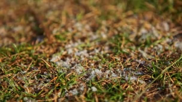 Макро Снег Небольшой Зеленой Траве Камне Высоких Горах Раннее Солнечное — стоковое видео