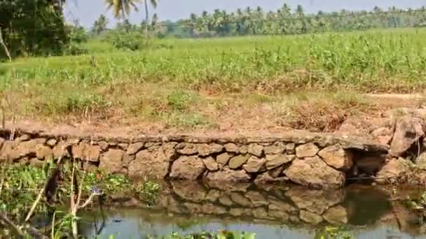 インドの熱帯雨林に対して草原の鳥が飛び立ち — ストック動画