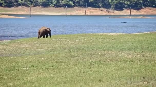 Grande Elefante Distante Pastoreia Livremente Prado Grama Contra Floresta Por — Vídeo de Stock