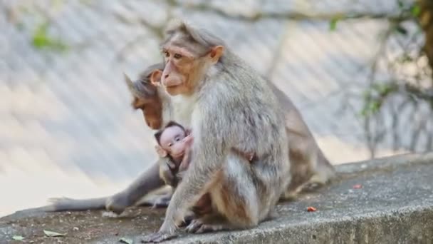 Closeup Two Monkeys Cub Sit Stone Play Light Green Background — Stock Video