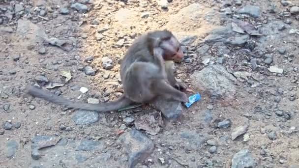 クローズアップ猿はアスファルト舗装の傷の頭の上に座って インドの熱帯公園の木陰で歩きます — ストック動画