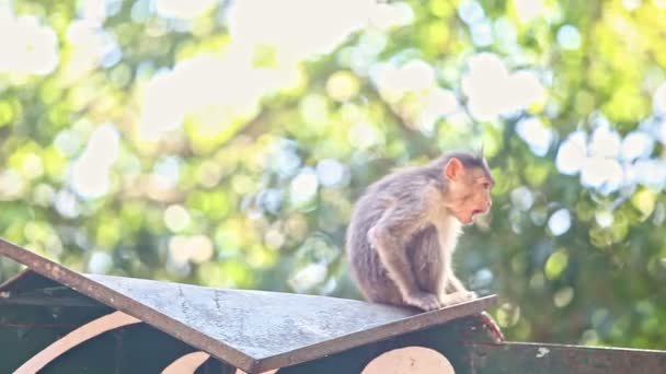 クローズアップサルは インドの熱帯公園の鉄板の木陰で手で近い顔を回す — ストック動画