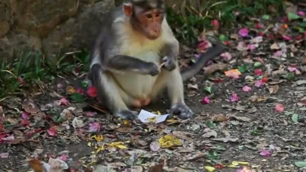 Nahaufnahme Affe Sitzt Auf Dem Boden Frisst Futter Durch Steinzaun — Stockvideo