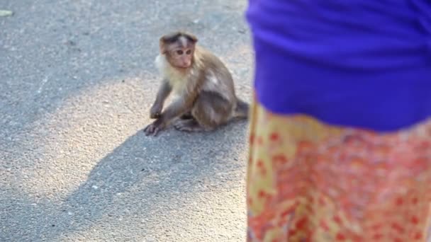 クローズアップ猿はアスファルト舗装の傷の頭の上に座って インドの熱帯公園の木陰で歩きます — ストック動画