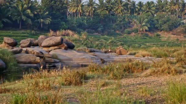 Tropikal Palmiye Ormanına Karşı Bankada Tek Bir Hint Adam Ile — Stok video