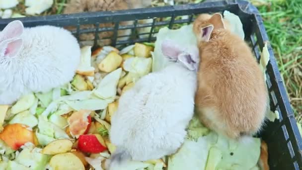 Two White One Brown Small Decorative Rabbits Eat Chopped Apples — Stock Video