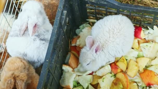 Vue Dessus Blanc Brun Petits Lapins Décoratifs Mangent Des Pommes — Video