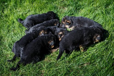 Yakın plan küçük Alman çoban köpekleri yeşil çimlerde uyur.