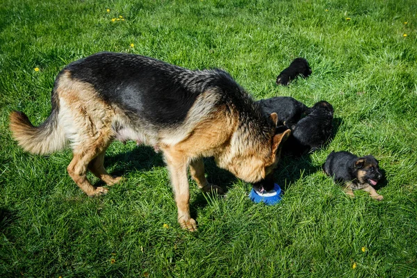 Yetişkin Alman çoban köpeği dişi. Yavrularla süt yiyor.
