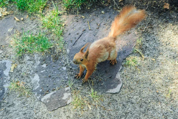 Pohled shora na zvědavou zrzavou veverku v parku — Stock fotografie