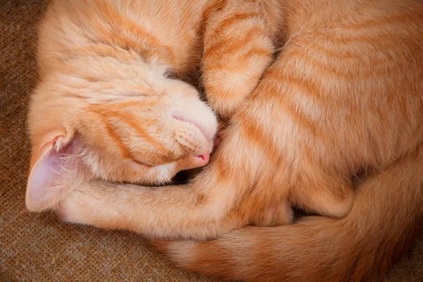 Vrchní pohled detailní záběr spící červené kočky na žíněnce — Stock fotografie