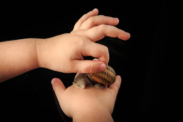Primer plano niño manos golpe caracol grande en concha en negro espejo — Foto de Stock