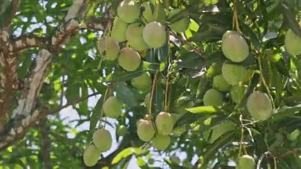 Wind shakes big branch of tree with green mangoes — Stock Video