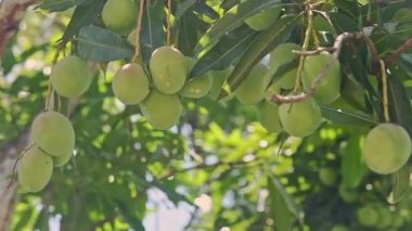 Yakından esen rüzgar yeşil mangolu büyük bir ağaç dalını sallıyor.