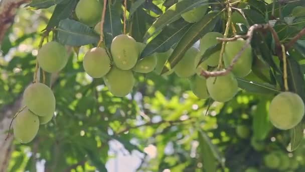 Primer plano viento sacude gran rama de árbol con mangos verdes — Vídeos de Stock