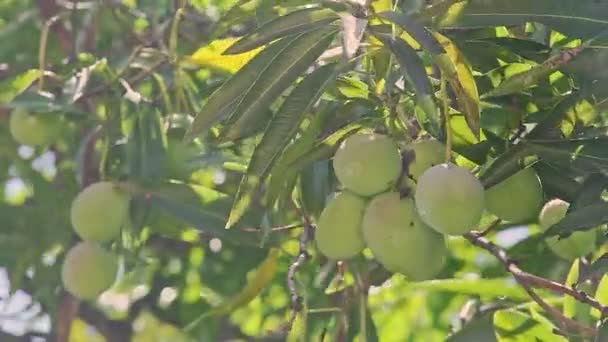 Skupić się z dużej gałęzi drzewa z zielonymi mango — Wideo stockowe