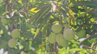 Yakından esen rüzgar yeşil mangolu büyük bir ağaç dalını sallıyor.