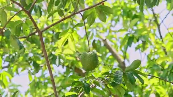 Vent secoue grande branche avec annona reticulata fruit — Video