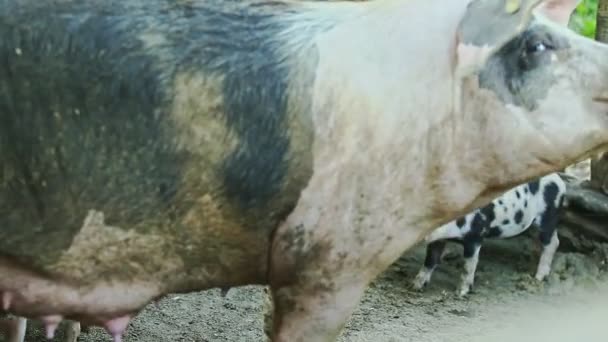 Fokus från små grisar på stora vita tamsvin — Stockvideo