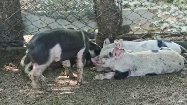 Small black pig try to lye down next to group of little pigs — Stock Video