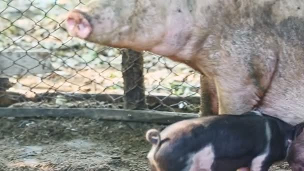Zoom Out Small Black Domestic Pig Try Drink Mother Milk — Stock Video