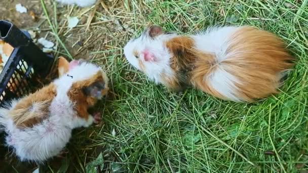 Top View Two Decorative Guinea Pigs Eat Tasty Green Grass — Stock Video
