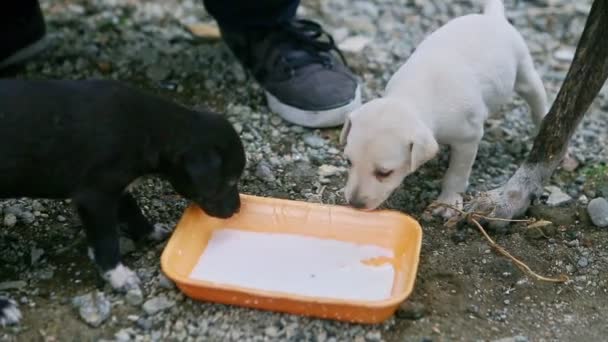 特写镜头的男人把牛奶倒入盘子里 让黑白相间的小狗和成年黑狗靠在后院的石头上 — 图库视频影像